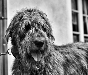 Close-up portrait of dog