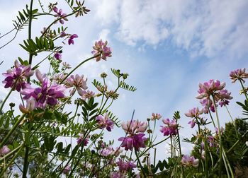 Low angle view of pink flowering plant against sky