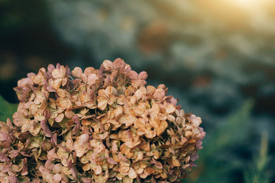 Close-up of wilted flower plant