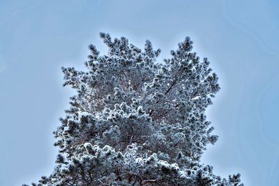 Tree of winter