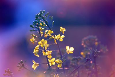 Close-up of purple flowering plant