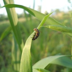 Close-up of insect on leaf