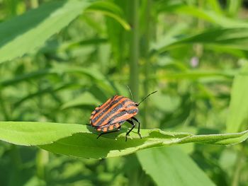 Close-up of butterfly on leaf