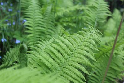 Fern of kaliningrad 