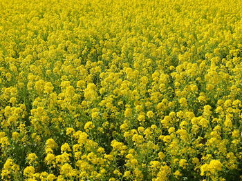 Full frame shot of yellow flowering plants in field