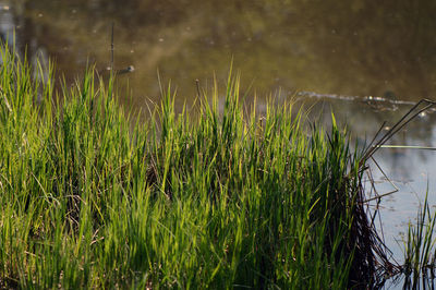 Close-up of plants growing in lake