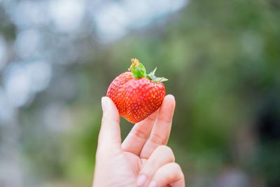 Close-up of hand holding strawberry