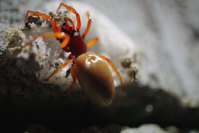 Close-up of crab
