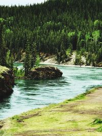 Scenic view of river flowing in forest