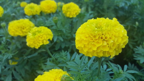 Close-up of yellow flowering plant