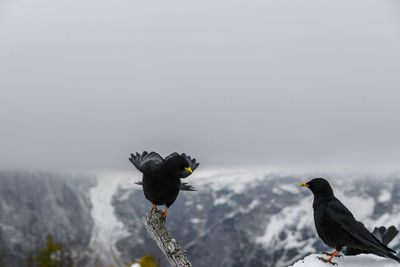 Two black birds, alpine choughs perching on branch in mountains