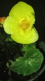 Close-up of water drops on flower