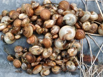 Close-up of seashells