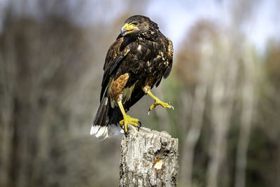 Red-tailed hawk perching on wooden post