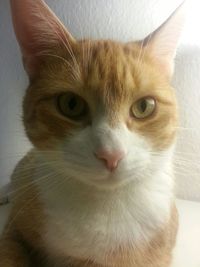 Close-up portrait of cat