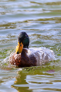 Duck swimming in lake