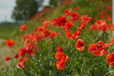 Close-up of red flowers on field