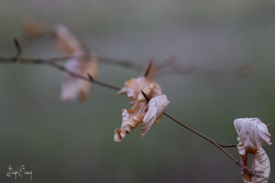 Close-up of wilted plant