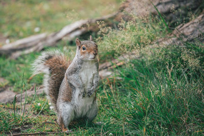 Close-up of squirrel on field