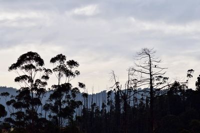 Low angle view of silhouette trees against sky