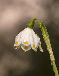 Close-up of raindrops on flower bud