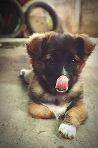 Portrait of puppy sitting outdoors