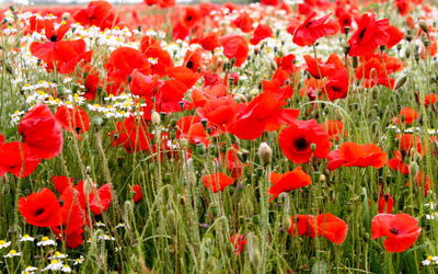 Close-up of red poppy flowers blooming in field