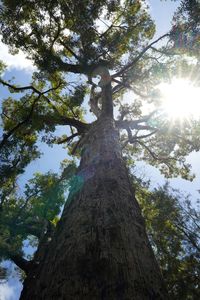 Low angle view of tree against sky