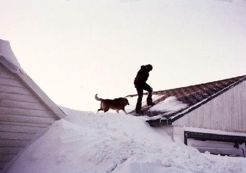 snow, winter, cold temperature, animal themes, domestic animals, season, one animal, pets, mammal, dog, weather, full length, covering, clear sky, copy space, walking, frozen, nature, covered, white color