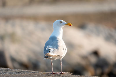 Close-up of seagull perching on wooden post