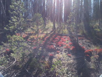 View of trees in forest