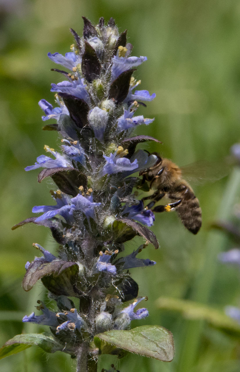 CLOSE-UP OF BEE ON PURPLE FLOWER