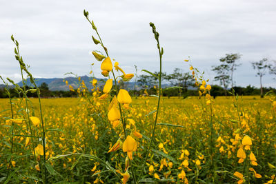 Close-up of yellow flowering plants on field against sky