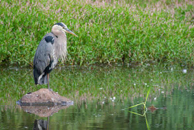 Gray heron perching on a lake
