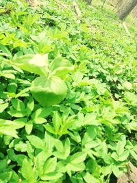 Full frame shot of plants