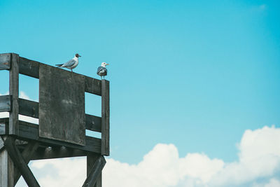 Low angle view of bird perching on cable against sky