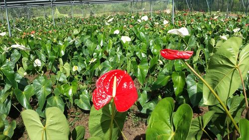 Red poppy flowers blooming in field