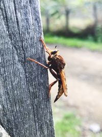 Close-up of insect on tree trunk