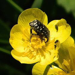 Close-up of butterfly pollinating flower