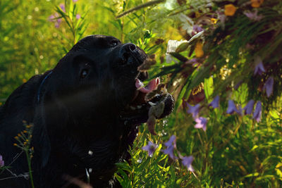 Close-up of cat amidst plants