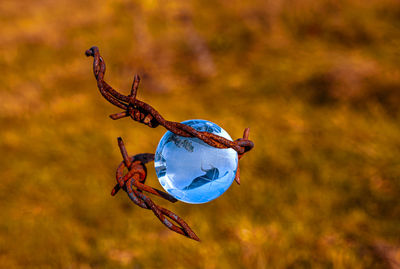 The concept of symbolism. on dry grass is a glass globe, which is surrounded by barbed wire