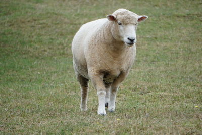 Portrait of sheep standing on field