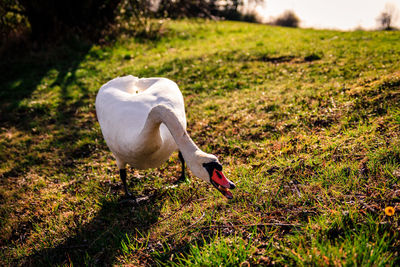 White duck in a field