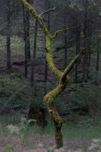 Close-up of tree trunk in forest