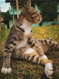 Close-up of a cat resting on field