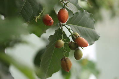 Close-up of fruits on tree