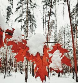 Snow covered trees in forest against sky