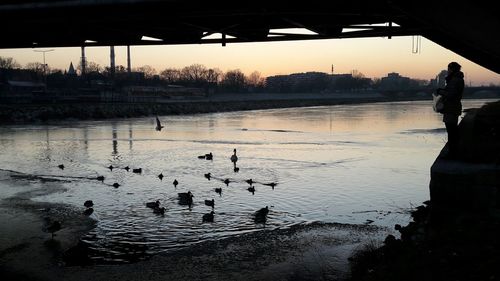 Silhouette birds in water against sky