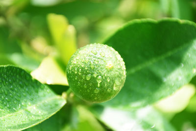 Green lemon and drops of water after the rain has a blurred background, lemon background