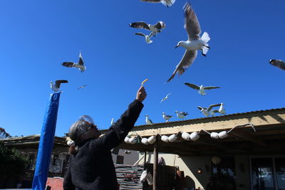 Low angle view of birds flying against clear blue sky